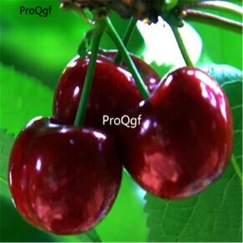 

Ngryise 2000Pcs A Set cherry fruit cherry