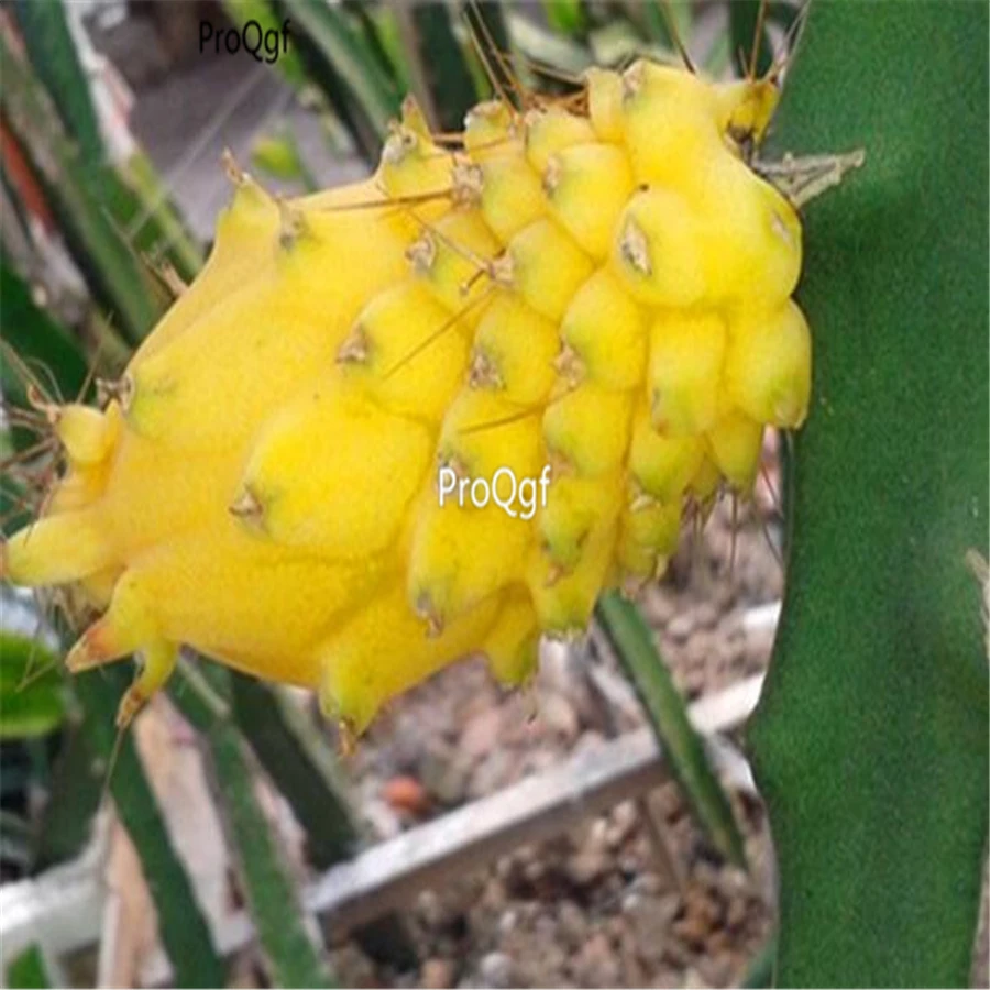 

Prodgf 2000Pcs A Set Dragon Fruit Hylocereus Undatus For Yellow Pitahaya