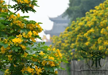 

Sophora Xanthantha Garden Greening Huang Hua Huai