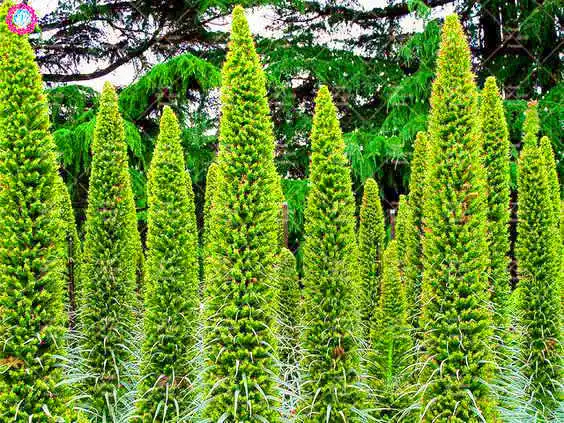 50 шт. редкий синий Echium Wildpretii бонсай растения башня Драгоценности цветок растение многолетний декоративный горшок для растений - Цвет: 2