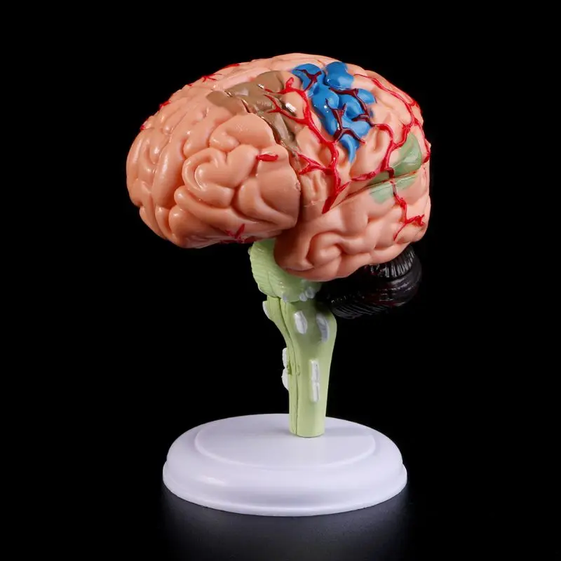 

2023 New 4D Disassembled Anatomical Human Brain Model Anatomy Teaching Tool Statues Sculptures School Use