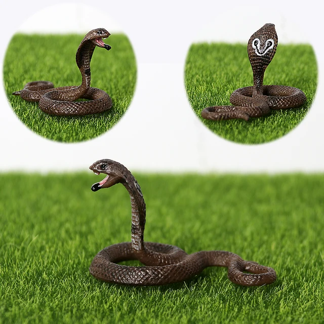  Rismise Snake Growth Cycle Cobra Growth Cycle Model Toys Snake  Figurines Toy Mini Cobra Snake Figure Snake Life Cycle Figurine Educational  Toy Snake Animal Trick Reptile Halloween Prank Props : Toys