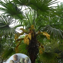 30 шт. свежий открытый многолетний трахикарпус fortunei ладонь S