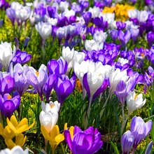 Самые низкие цены! 20 шт./пакет много разновидностей шафран flores ЦВЕТОК шафрана растения Шафран Крокус Плант бонсай растения для дома и ga