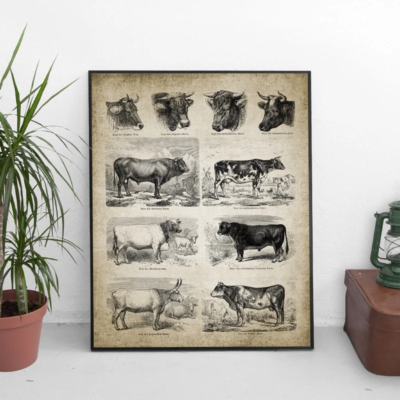 Antique Cow Breeds Canvas Prints