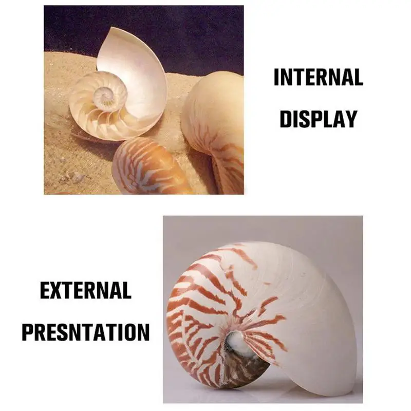 13-14 см 1 шт. Большой Известный винт натуральная раковина Nautilus ракушка Морская звезда стол аксессуары для аквариума украшение аквариума