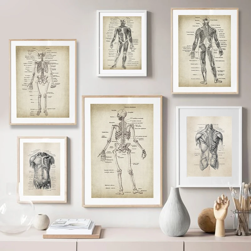Анатомия человека на холсте, художественные принты и постеры, ретро анатомический плакат, Картина на холсте, настенная художественная картина, медицинский доктор, клиника, Декор