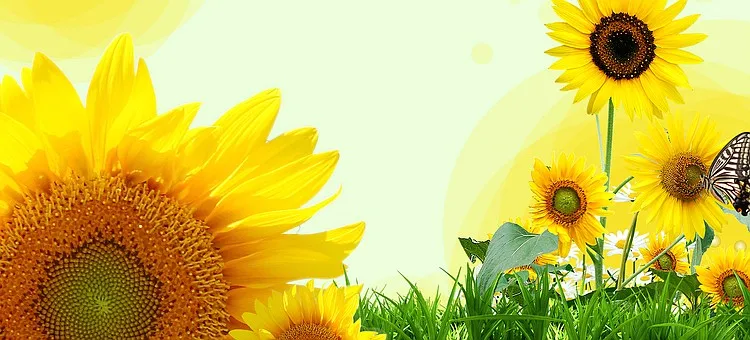 太阳花向日葵清新背景banner背景图片素材免费下载 图片编号yzvkpknp Pngbag素材网