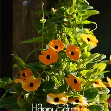 Срок-лимит! 100 шт./упак. тунбергия-лоза микс(Thunbergia alata) Органические восхождение цветы бонсай