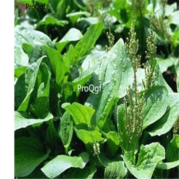 

Ngryise 6000Pcs A Set Plantago depressa