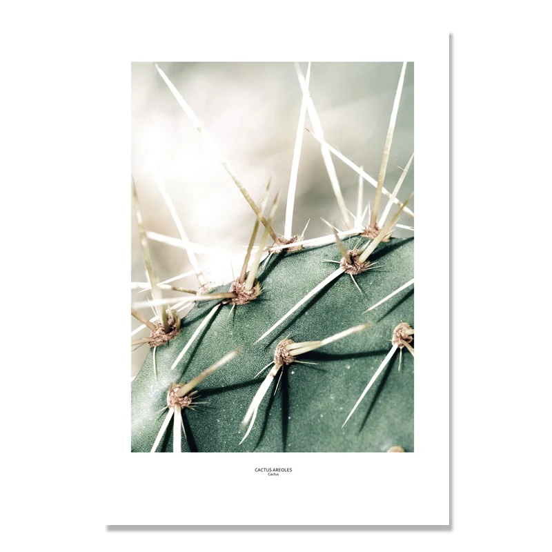 Скандинавский плакат кактус настенные картины для гостиной зеленые растения настенные художественные картины на холсте Куадрос картина плакаты Планта без рамы - Цвет: C