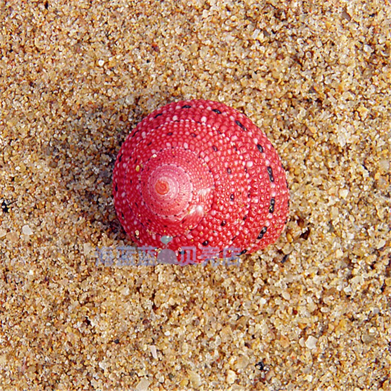 Strawberry Bell Snail 2CM Natural Conch Shell Rare Snail Shell Collection Girlfriend Gift Lovely DIY Micro-landscape Decorations