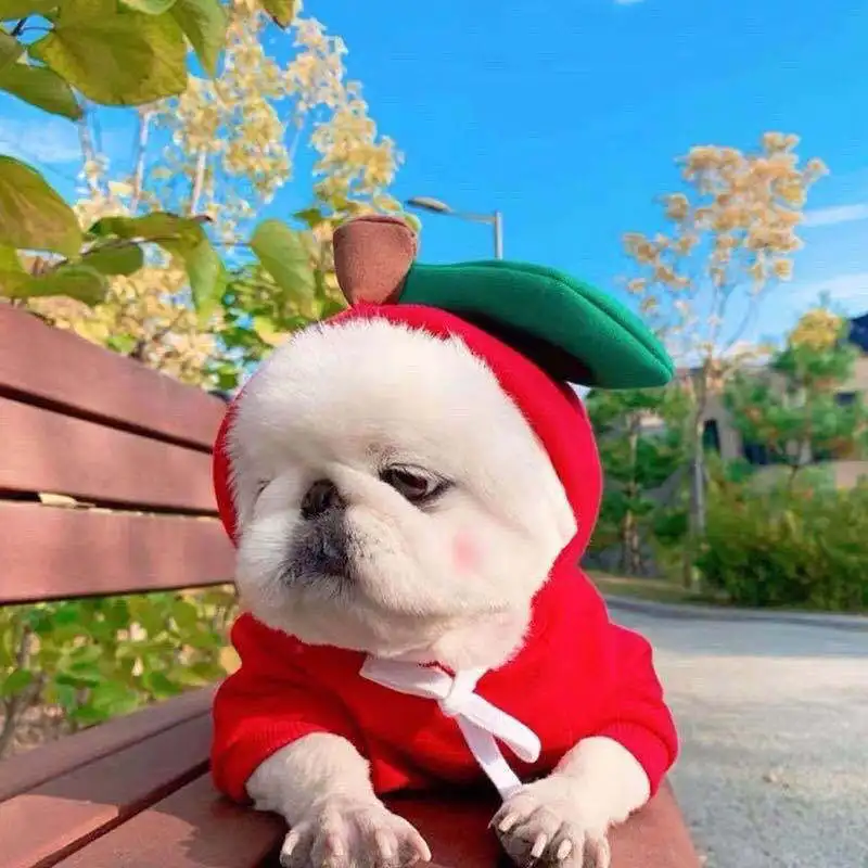 dog coat funny