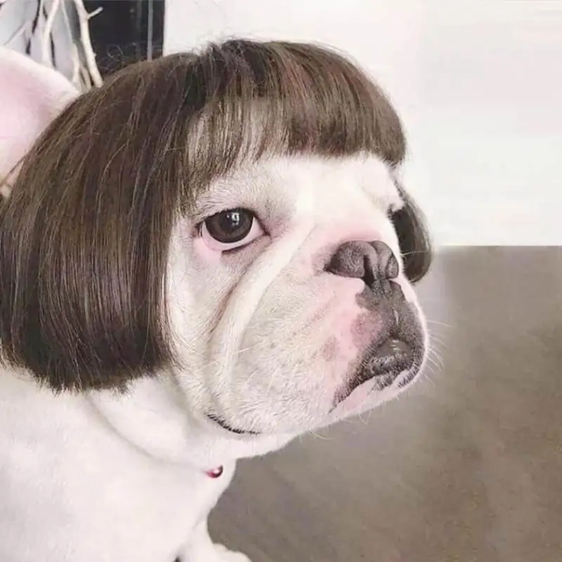 Hot Trend Wig For Dog - Stylish And Fashion