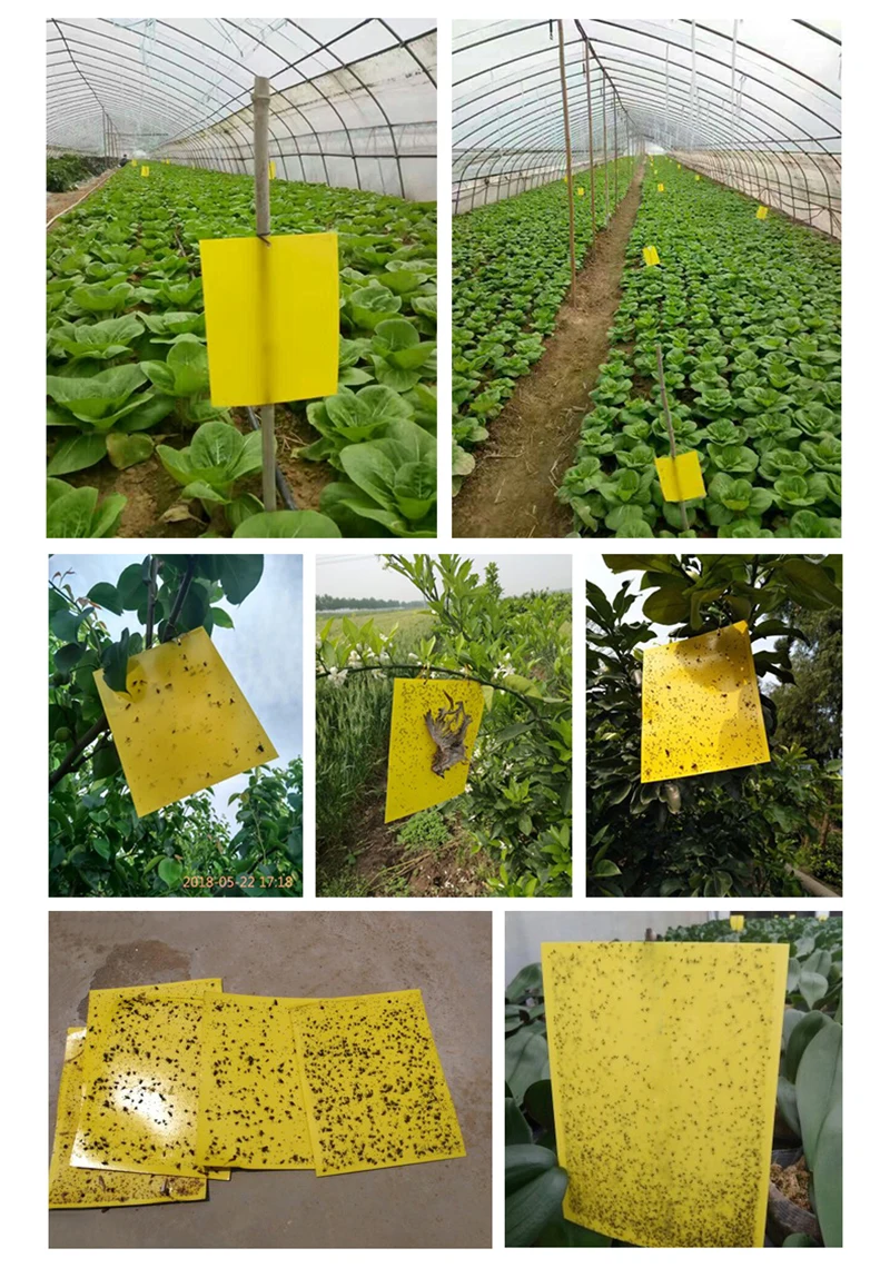 O1CN01KzpKcO248W0ltPFJC_!!3501847346