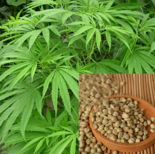 火麻类产品禁止销售至韩国的公告