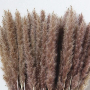 

60Pcs Natural Dried Pampas Grass ,Phragmites Communis,Reed Plant,Wedding Flower Bunch Home Decor Diy Flower Matching Photography