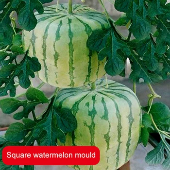 

Watermelon Shaping Grow Mold Growth Forming Mold Fruit Shaping Mould Vegetable Growing Mould YU-Home