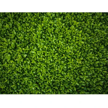 

Green Grass Leaves Photography Backdrops Baby Shower First Birthday Decoration Photo Background Spring Wedding Bridal Shower