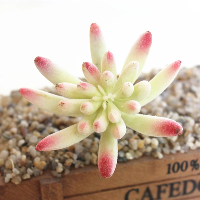 

Artificial Succulent Plant Fake Flower Plastic Desktop Foliage Decor Greenery