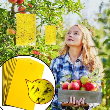 

20pc Double-sided Paper Stickers Glue Fruit Fly Bug Killer Sticky Fly Trap Insects Bilateral Gum-lac Fruit Flies Insect Catcher