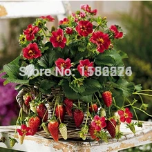 500 semillas) "Tristan F1" Клубника OoBonsai фрукты F semillas