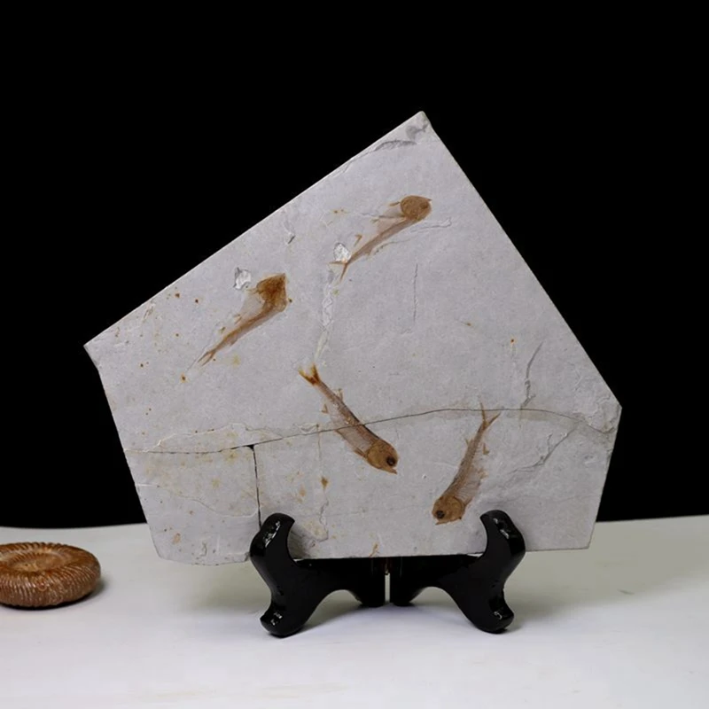 Fish Fossil Real от Western Liaoning China Lycopter 150 миллионов лет назад