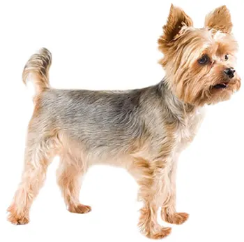 

Tuzikov Tuzik overalls Yorkshire Terrier 2 № warm dog racing