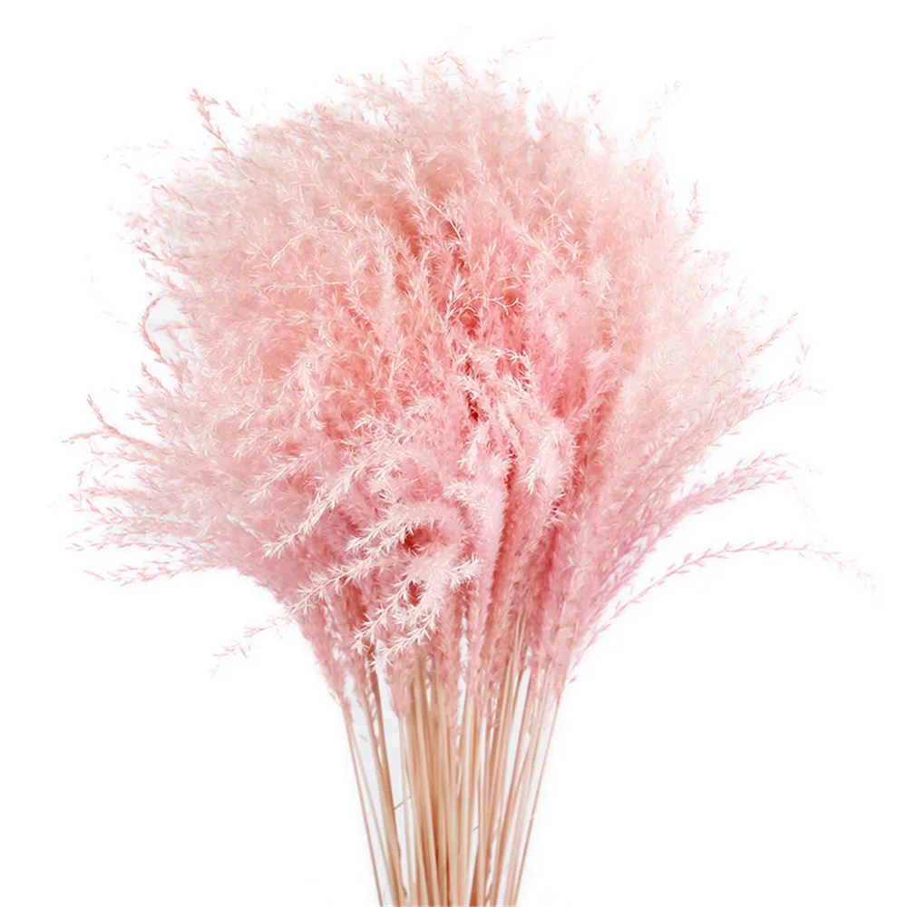 20pcs Light pink 20шт натуральный светильник розовый Свадебные пампасы цветы маленькие пампасы трава букеты Натуральные Сушеные камышовые цветы Букеты - Цвет: 20pcs Light pink