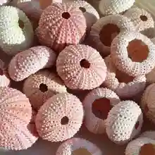 4 sztuk naturalne morskie jeże urwis muszle delikatne trwałe ananas sadzenia garnki muszla muszle