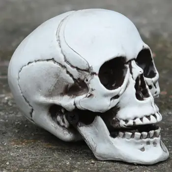 

1Pc Halloween Prop Durable Plastic Practical Skeleton Decor Skull Head Ornament Skull Adornment for Haunted House Party Desktop