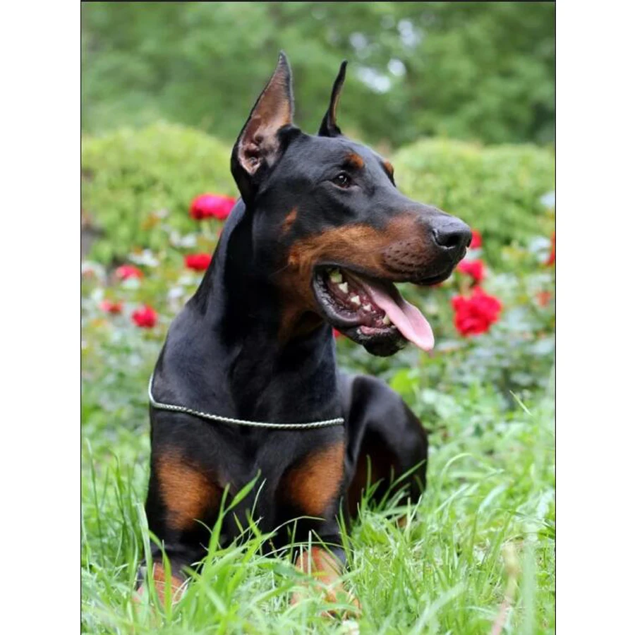 DIY 5D Diamond Mosaic pet Dog 3d Diamond Painting Doberman Pinscher Cross Stitch full square round Diamond Rhinestone Pattern