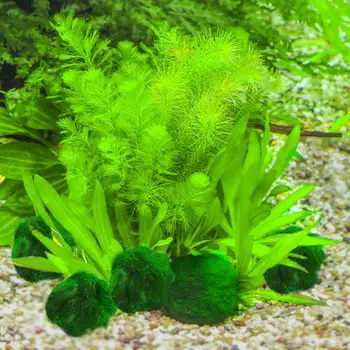 

Japan Genuine Aquarium Ball Landscaping 1cm Chlorella Marimo Environmental Ball PT0305 EZLIFE Happy Seaweed Green Algae E1Z4
