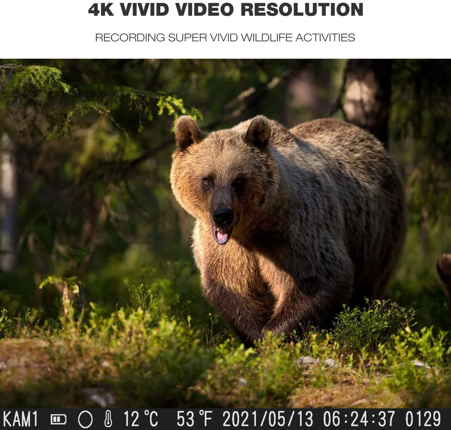Hunting Trail Camera Trail Camera 4K Video Live Show Hunting Trail Camera 30MP WIFI801PRO APP Bluetooth Control Night Vision Photo Trap Cameras
