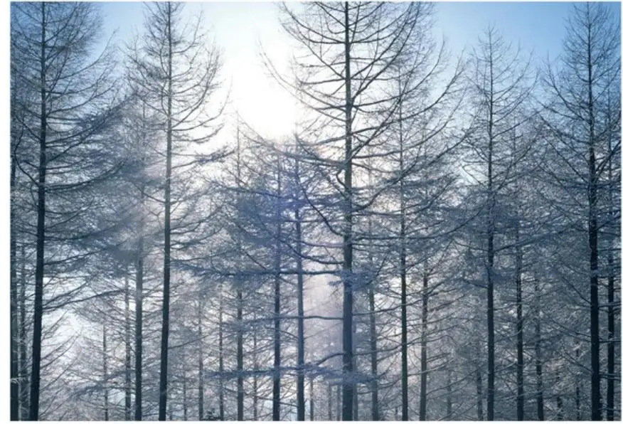 

Custom Photo Wallpaper 3D Stereo Pine forest 3D landscape background wall painting TV Background Wall Mural Wall Paper