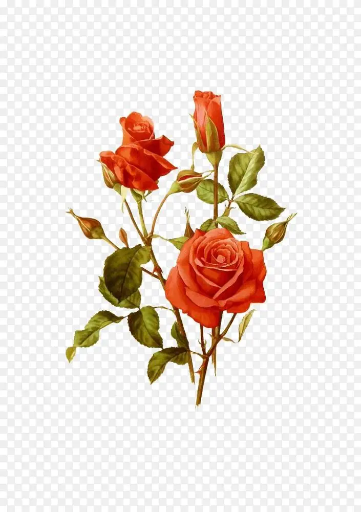 园林玫瑰 卷心菜 植物学 版画 素食者png图片素材免费下载 图片编号 Png素材网