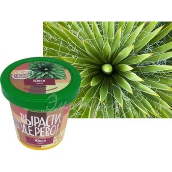 

Set for growing yucca sizai