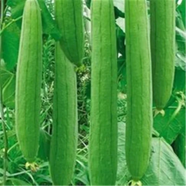 10 шт. люфа Luffa цилиндрическое Угловое Полотенце Тыква длинные luffa органические овощи для дома садовые растения легко выращивать - Цвет: 5