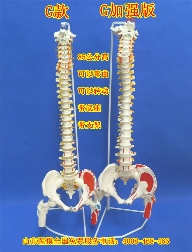 

Bone-Setting Spine Unisex 1: 1 Human Other Toys Unisex Neck Lumbar Vertebra Bonesetting Skeletal Unisex Color Other