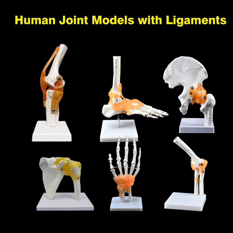 Modelos de anatomía articular de esqueleto humano, coderas de rodilla, Pie, Mano, hombro, cadera, articulación con ligamento, suministros de enseñanza de ciencia médica