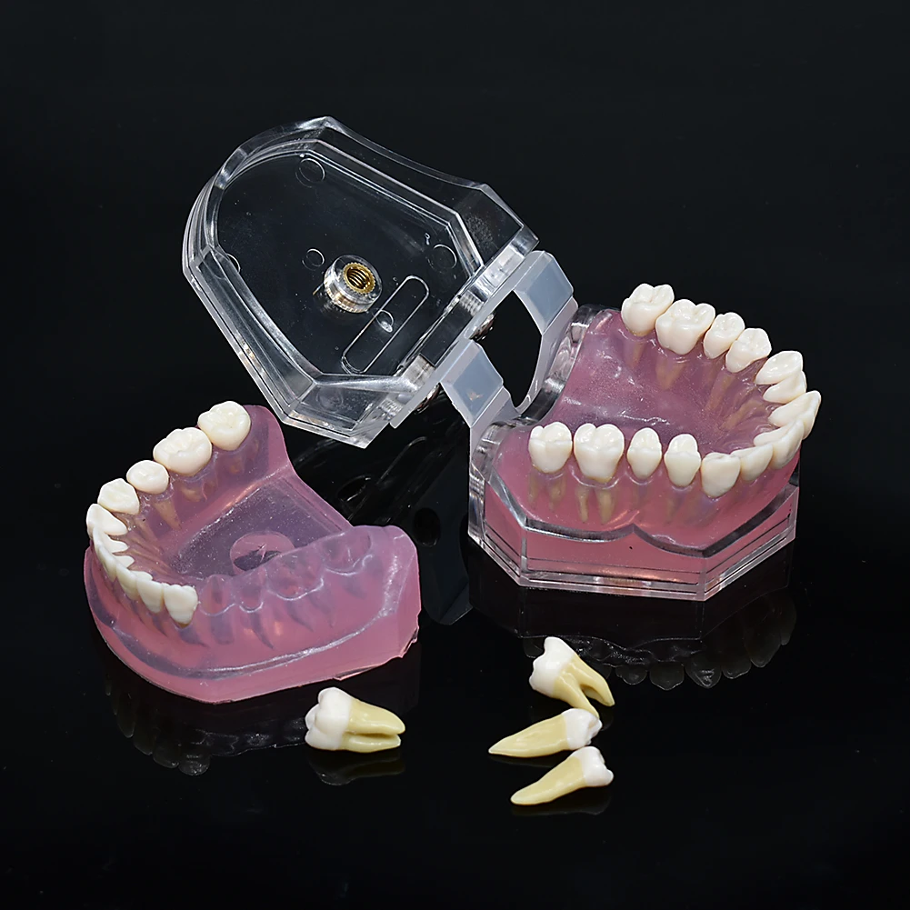 Dental soft foundation removable teeth soft gum typodont pluck pull suck out pull up Study teaching model adult typodont up afbeelding