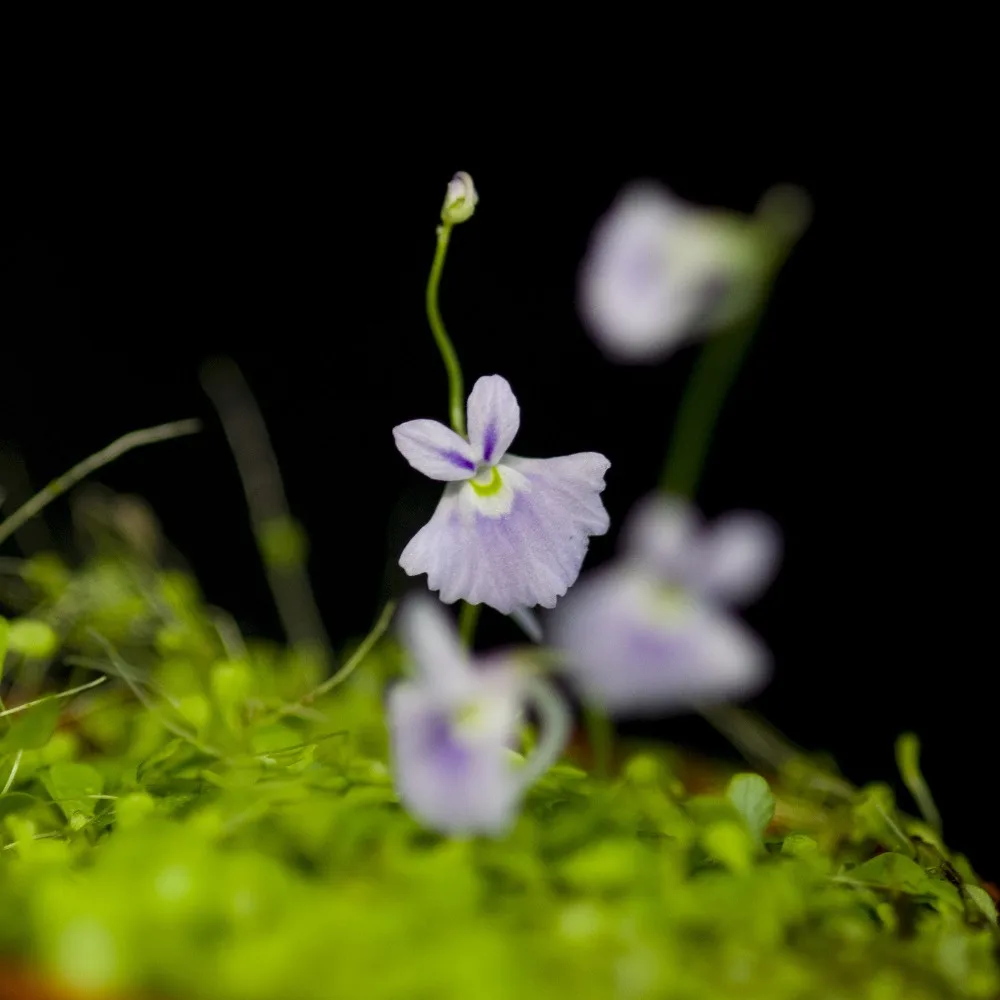 100 шт свежий настоящий Utricularia sandersonii Semillas-Плотоядный F комнатный цветок растение P-Sementes(Li-Zao