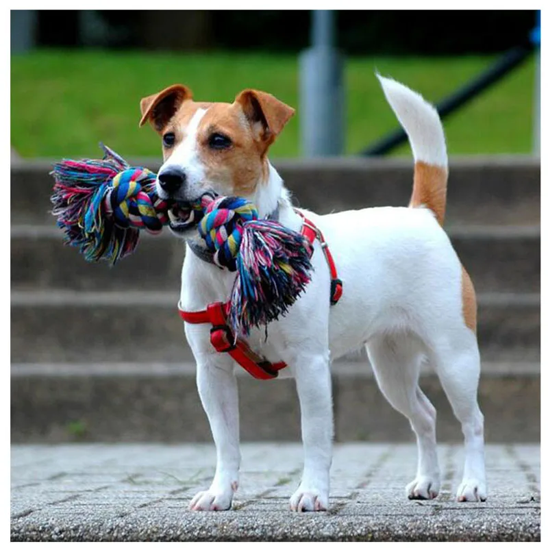 Алмазная вышивка Jack russel для собак алмазная картина Полный Круглый Набор вышивки