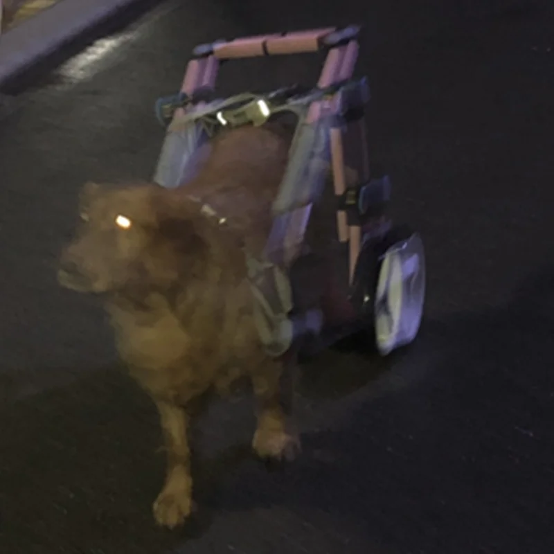 ALWAYSME Medium and Large Size Dog Wheelchair For 16-40KGS Dog