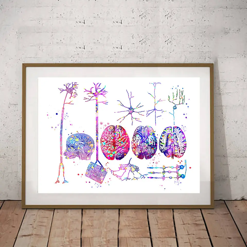 Gehirn Anatomie Neuronen Poster Nervensystem Kunst Gemalde Neuron Arten Drucken Histologie Bild Neurosurgeon Medizinische Geschenk Decor Malerei Und Kalligraphie Aliexpress