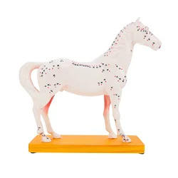 Modèle de cheval anatomique Acupuncture, modèle de Point d'acupuncture, fournitures de laboratoire 