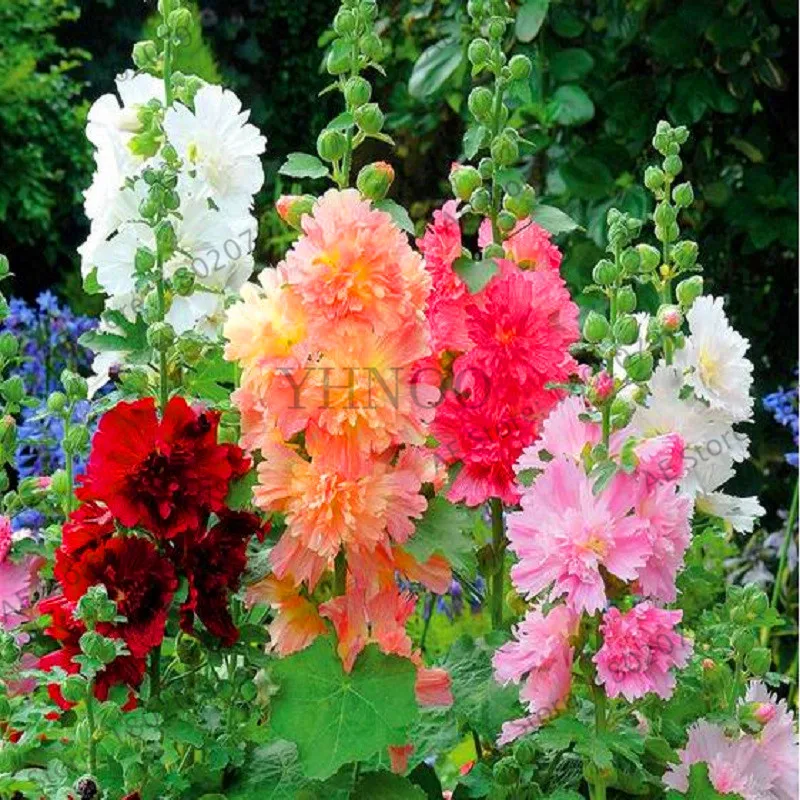 

Big Sale!20 Pcs Hollyhock Bonsai (Alcea Rosea 'Nigra') Mixed Color Flower Plants Perennial Plant For Garden Home Beautifying Dec