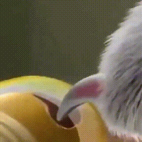 Перезаряжаемая точилка для ногтей домашних животных USB триммер для ногтей машинка для стрижки Портативный уход за собаками и кошками лапы домашнего животного резак для ногтей Прямая