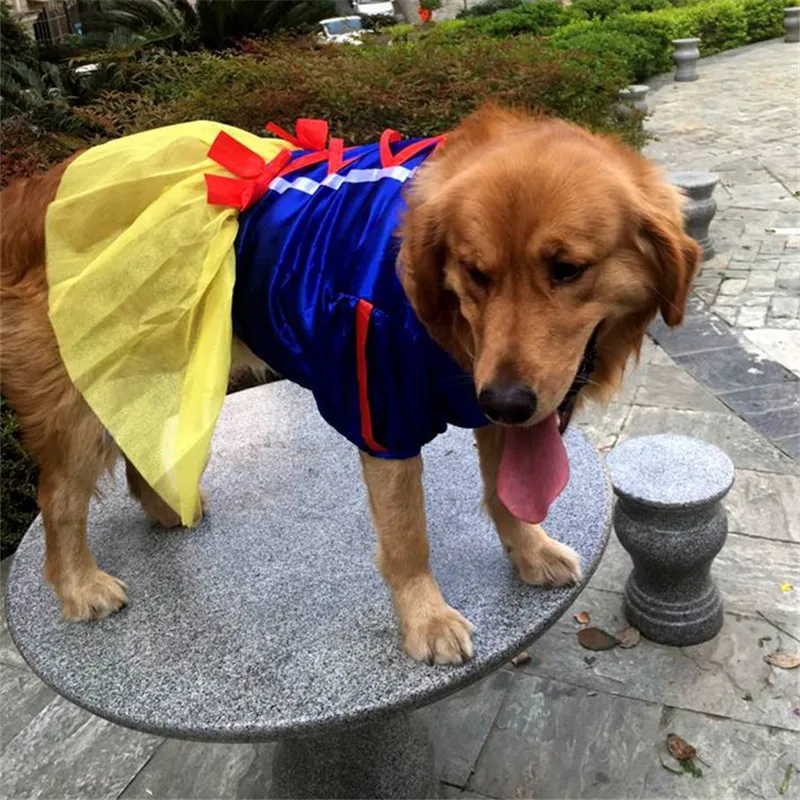 labrador wedding outfit