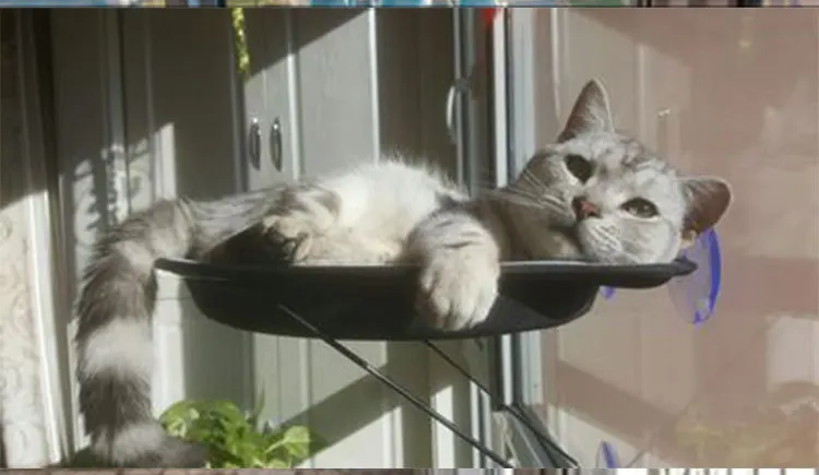 8592344976_1835768228